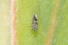 Bactericera cockerelli