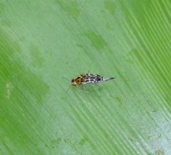 Glipa malaccana