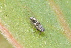 Bactericera cockerelli
