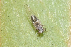 Bactericera cockerelli