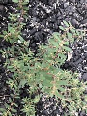 Euphorbia maculata