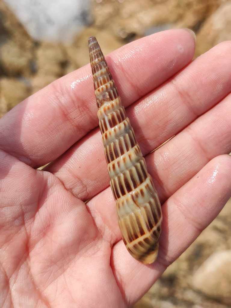 Duplicaria dussumierii