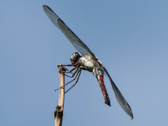 Libellula herculea