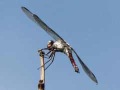 Libellula herculea