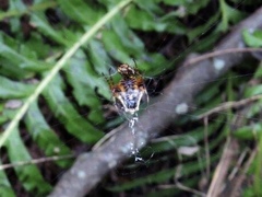 Verrucosa scapofracta