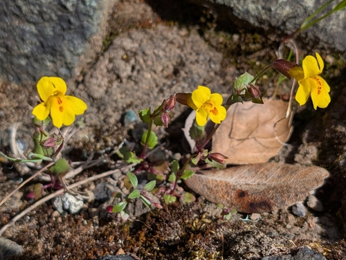Irish Hills monkeyflower (Erythranthe serpentinicola)