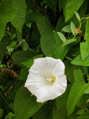 Calystegia sepium