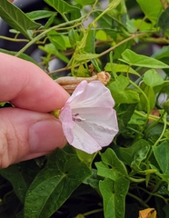 Calystegia sepium