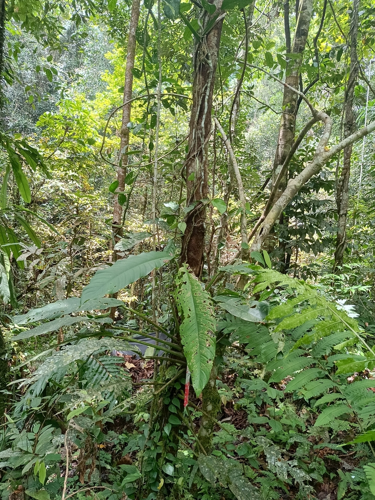 Epipremnum silvaticum