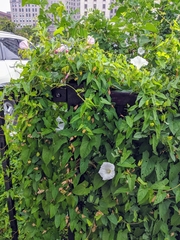 Calystegia sepium