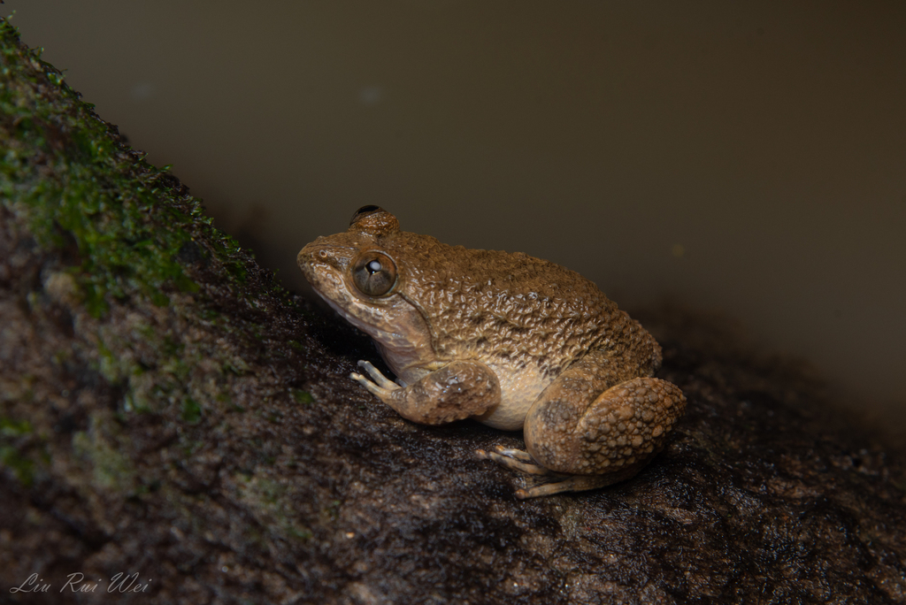 Limnonectes tawauensis