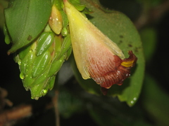 Costus bracteatus