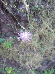 Centaurea tymphaea