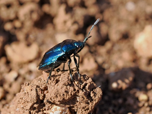 Zicrona caerulea