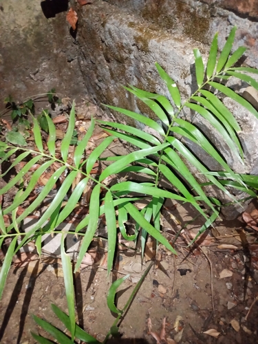 Zamia paucijuga, photograph 2