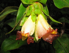 Costus bracteatus