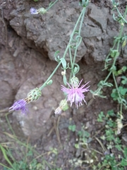 Centaurea tymphaea