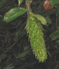 Costus bracteatus