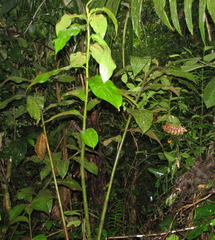 Costus bracteatus