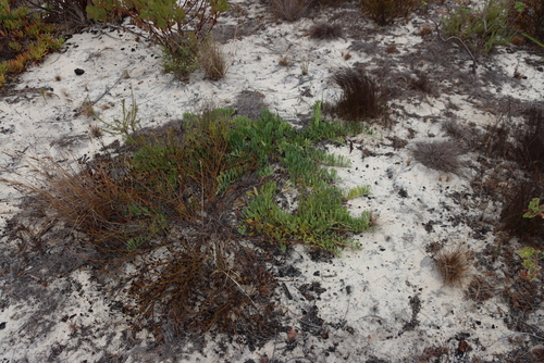 Image of Leucospermum hypophyllocarpodendron by (c) Tony Rebelo, some rights reserved (CC BY-SA)