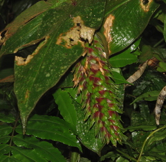 Costus bracteatus
