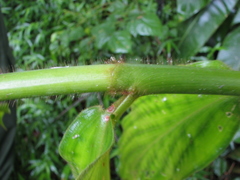 Costus bracteatus