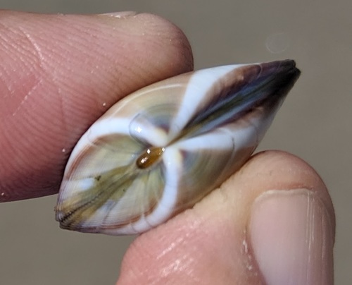 Gould Beanclam