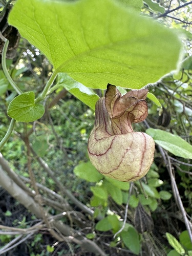 Isotrema californicum