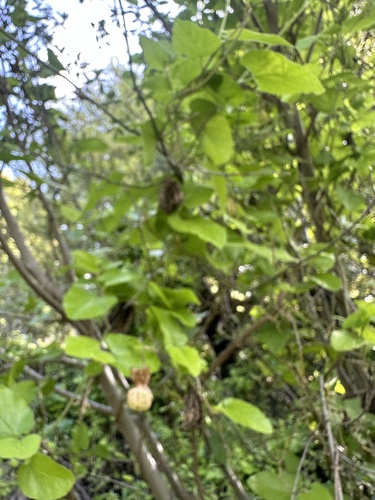 Isotrema californicum