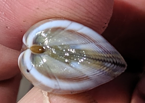 Gould Beanclam