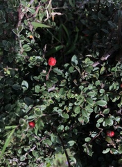 Cotoneaster buxifolius