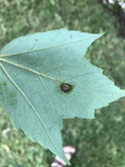 Arthropoda