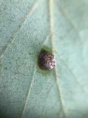 Arthropoda