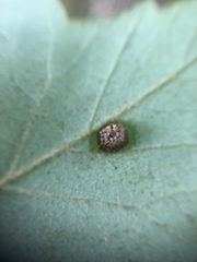 Arthropoda