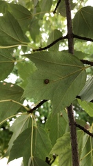Arthropoda