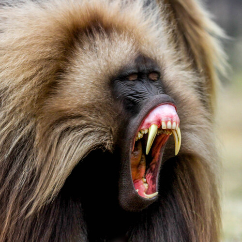 Gelada