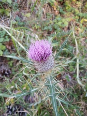 Cirsium eriophorum