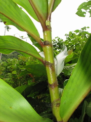Costus laevis