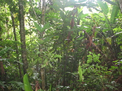 Costus laevis