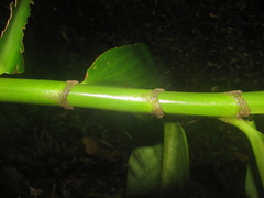 Costus laevis