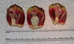 Costus laevis