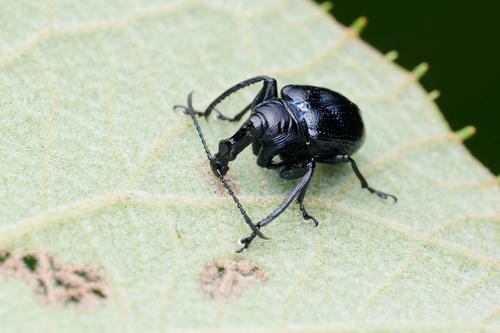 Isolabus Insect Isolabus magnus · iNaturalist