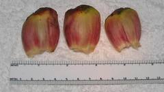 Costus laevis