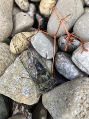 Neotibicen pruinosus