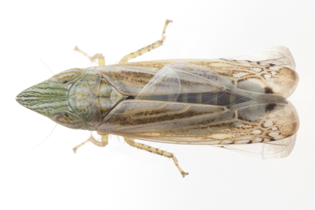 Scaphytopius nigriviridis