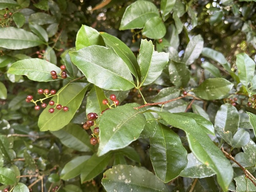 Zanthoxylum ovalifolium observed 2025-03-29