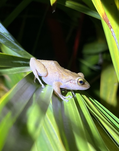 Common Coqui, Island of Hawaiʻi, Kalaoa, HI, US, photo 7 of 10
