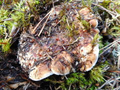 Phellodon fuligineoalbus