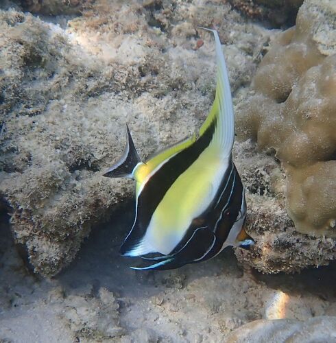 Moorish Idol — seen at this dive site