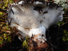 Phellodon fuligineoalbus